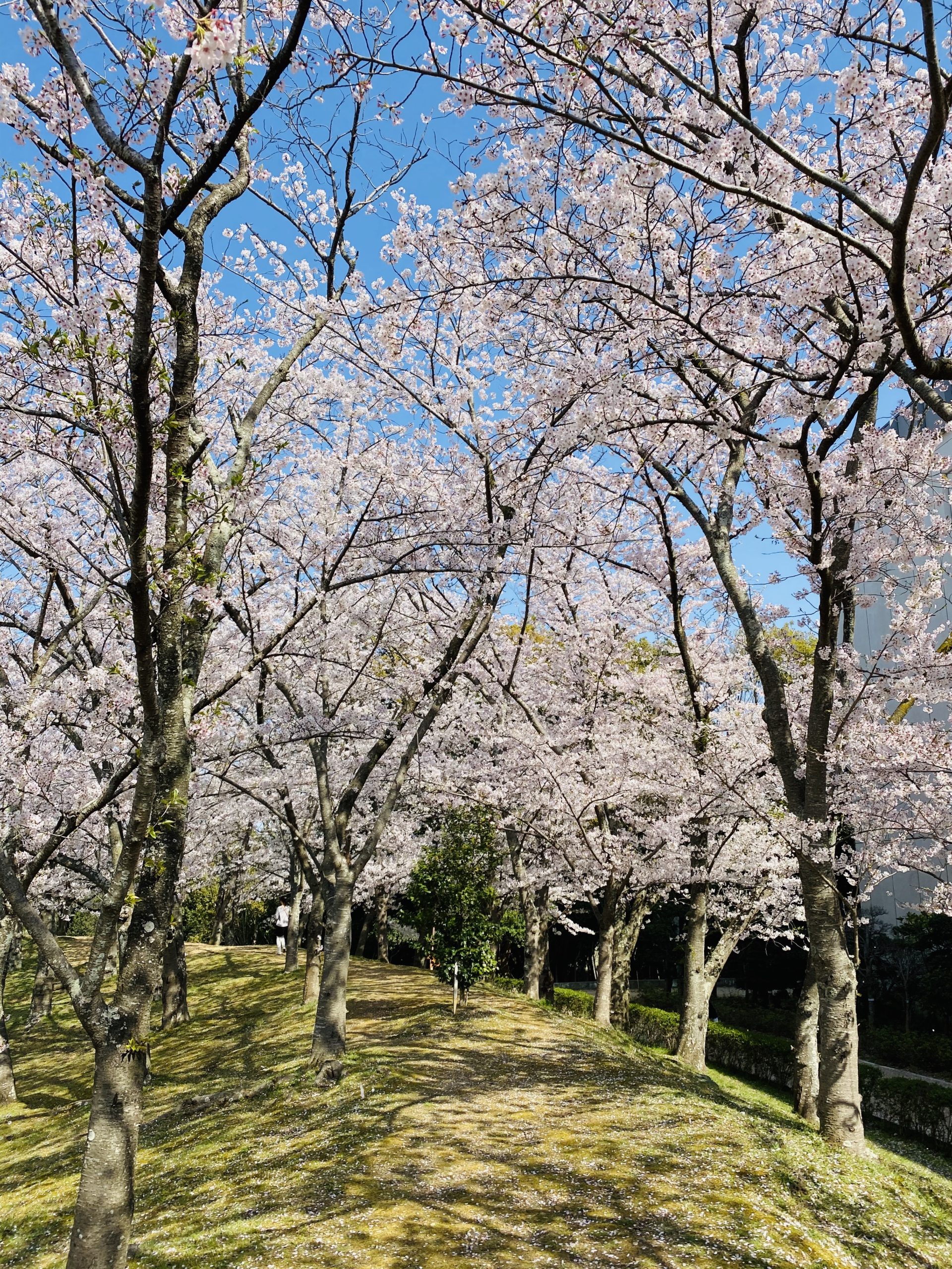 今年も石ヶ谷公園の桜満開🌸