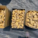 じゃがいも収穫祭🥔