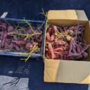 🍠芋掘り体験🍠