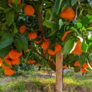 日帰り旅行in淡路島